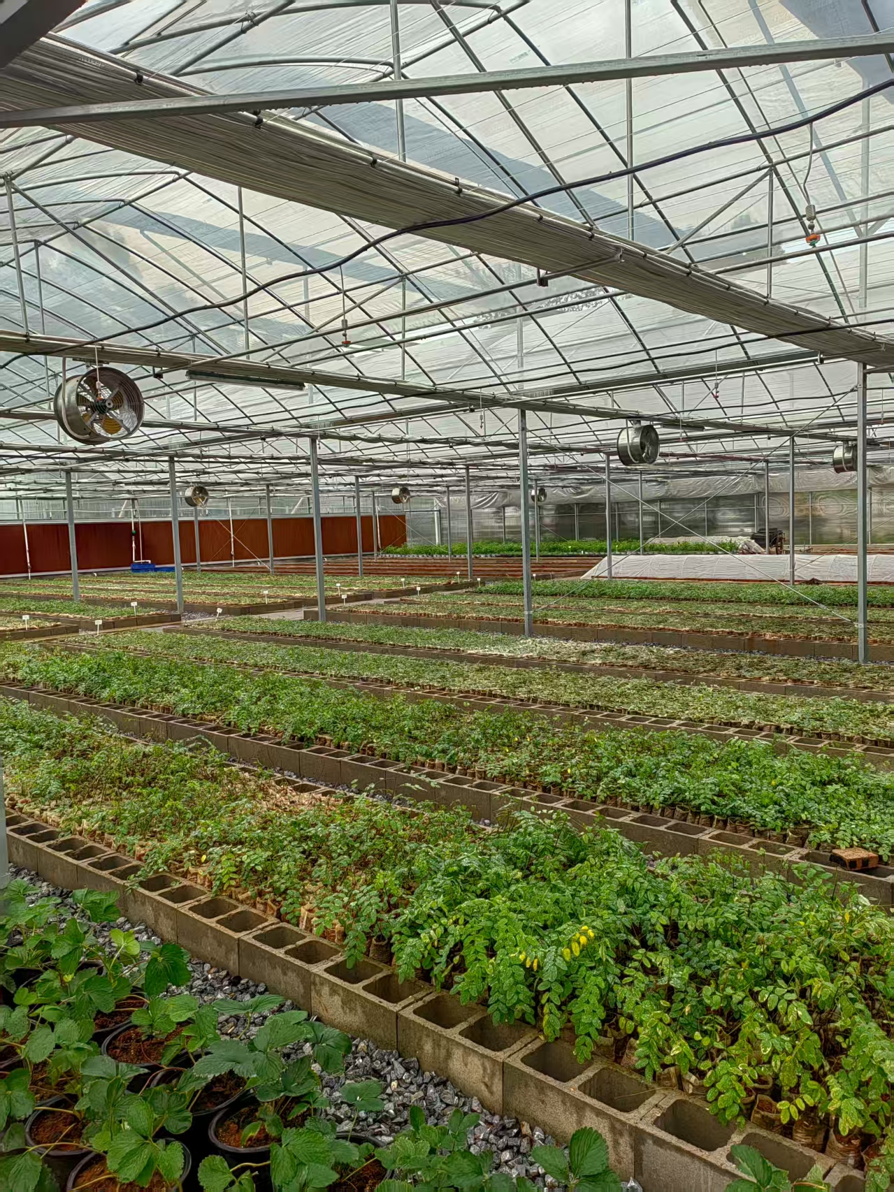 连栋育苗温室大棚案例